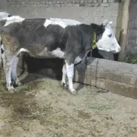 گاو گوشتی3راس