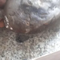 شهاب سنـگ زیبا با چگالی بالا