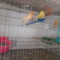 قناری مهدیشهر|پرنده|مهدی شهر, |دیوار