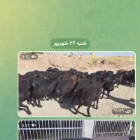 میش بره دار