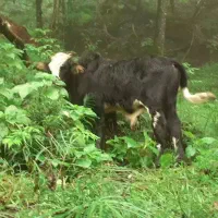 گوساله  برای تخمی  تاز از جنگل  آوردم