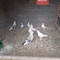 فروش کبوتر پرشی خوب سالم سرحال