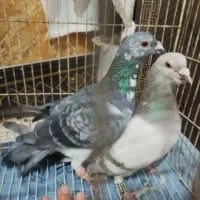 کفتر|پرنده|تربتحیدریه, قاسم آباد|دیوار