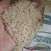 همکاری در فروش برنج درجه یک هاشمی شمال|خوردنی و آشامیدنی|تهران, آبشار|دیوار