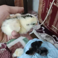 فروش جوجه دو روزه و یک هفته ای|حیوانات مزرعه|جهرم, |دیوار