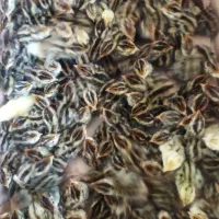 جوجه 1روزه بلدرچین|حیوانات مزرعه|گمیشان, |دیوار