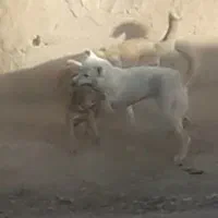 سگ ..|سگ|دهگلان, |دیوار