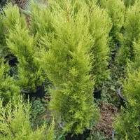 کاج‌لاوسون