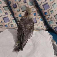 جوجه عروس هلندی گمشده