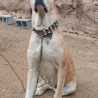 سگ ماده سرابی