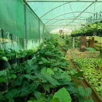 فروش عمده انواع گل های آپارتمانی|گل و گیاه طبیعی|بابل, |دیوار