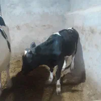 فروش گوساله نر