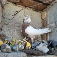 کفتر دوشی ساری