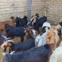 کهره چاق|حیوانات مزرعه|سیدان, |دیوار