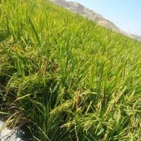 برنج هاشمی|خدمات باغبانی و درختکاری|دهدشت, |دیوار