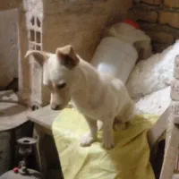 جفت سگ پاکوتاه
