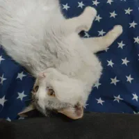 واگذاری گربه نر 5 ماهه دستی و خونگی|گربه|شیراز, شهرک گلدشت محمدی|دیوار