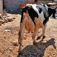 تلیسه گاو گوساله نر  اصیل ۲۵کیلو شیر