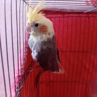 چهار عدد عروس هلندی سخنگو نرو ماده قیمت توافقی|پرنده|سراب, |دیوار