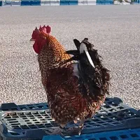 خروس