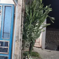 گل  گیاه|گل و گیاه طبیعی|بندر دیر, |دیوار