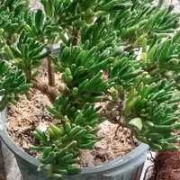 زیبا کده ی گل های طبیعی|حراج|نوشهر, |دیوار