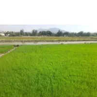 تخم شلتوک(بذر شالی)