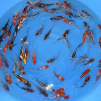 سوپر کوی دلفینی ماهی|ماهی|تهران, اسکندری|دیوار