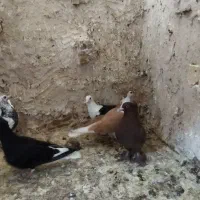 راعبی‌ساده‌کاکلی‌‌پشت‌گراف‌وچندتا‌صید|پرنده|مشهد, شهید قربانی|دیوار