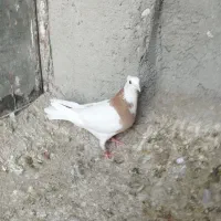 کبوتر