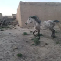 کره اسب مادیان کرد