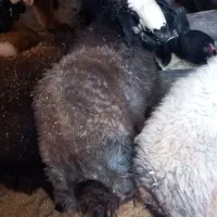 بره نر|حیوانات مزرعه|رامند, |دیوار