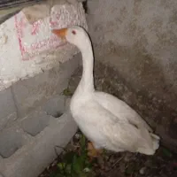 غاز نر|حیوانات مزرعه|علی‌آباد کتول, |دیوار