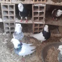 کبوتر  یا سیره|پرنده|گوآور, |دیوار