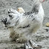 برهما و ابریشمی