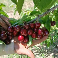 گیلاس ارگانیک ۱۰۰درصد طبیعی
