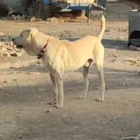 سگ گم شده|حیوانات|جوادآباد, |دیوار