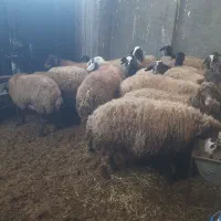 فروش قوچ|حیوانات مزرعه|مهاجران, |دیوار