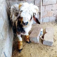 بره|حیوانات مزرعه|اردل, |دیوار