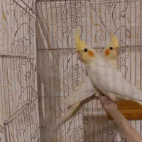 جفت عروس هلندی لوتینو زعفرونی با تخم