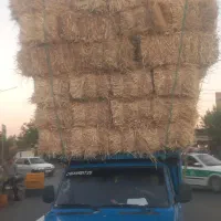 کلش گندم