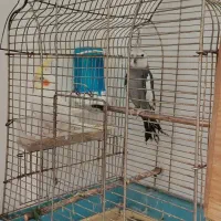 سلام جفت عروس هلندی