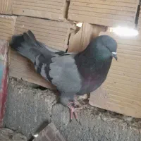 کبوتر اصفهانی|پرنده|حبیب آباد, |دیوار