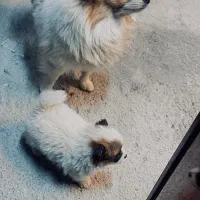 پامر نر و ماده با بچه|سگ|پیرانشهر, |دیوار