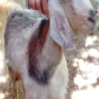 بزماده بایه بزنر۲۵۰۰۰ فروخته میشه