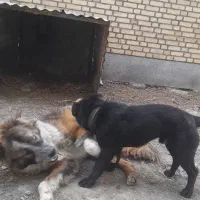 پاکوتاه فروشی|سگ|چناران, |دیوار