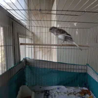 جف قناری رسمی درشت