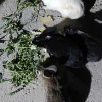 خرگوش فروشی