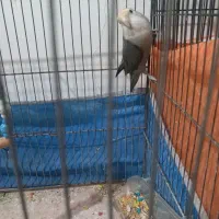 طوطی برزیلی ماده