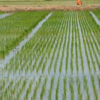 زمین کشاورزی برنج چمپا 3000 متر